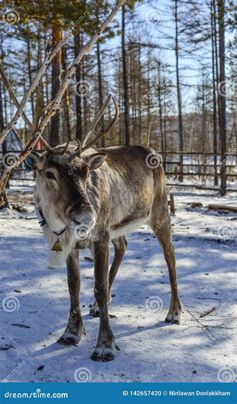Wild Reindeer At Winter Forest Stock Photo Image Of Asia Farm 142657420