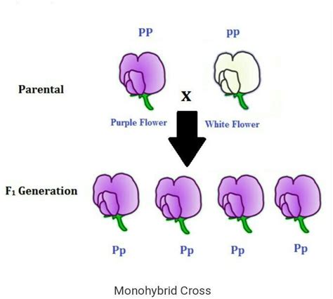 Considering a dihybrid cross, what is the probability of the progeny being heterozygous at both the alleles? Explain mendel monohybrid cross and dihybrid cross with ...
