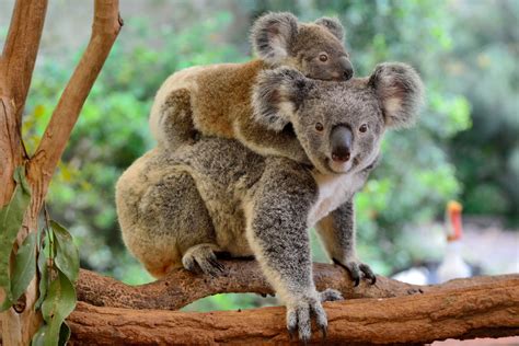 Koalas Are Being Released After Australian Bushfires - Simplemost