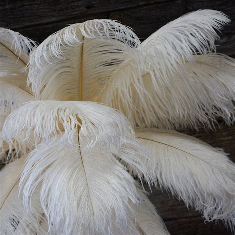 ostrich feathers 17 20 ivory 1 to 25 pcs ostrich plumes carnival samba ostrich drab mardi