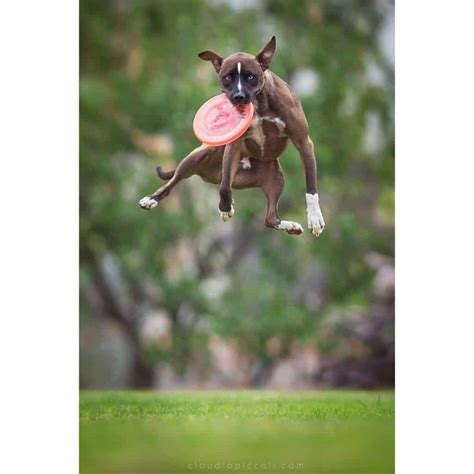 10 Hilarious Pictures Of Dogs Catching Frisbees