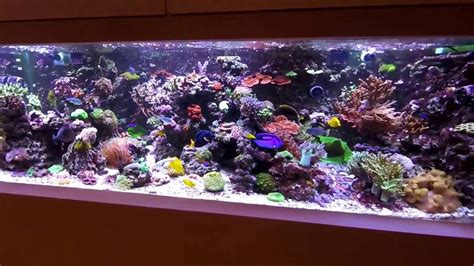 My 1200 Liters 300 Gallon Mixed Reef Tank Youtube