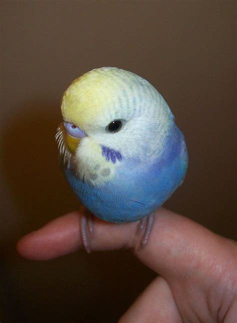 61 Best Baby Parakeets Images On Pinterest Budgies Parakeets And Parrots