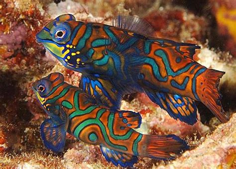 Marine Life Mandarin Fish