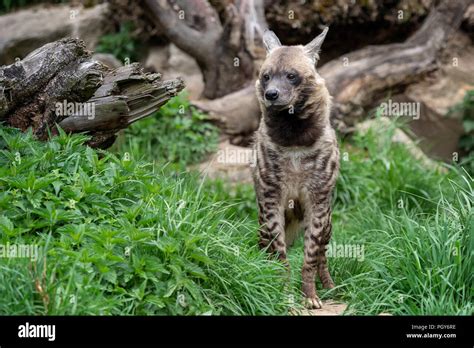 Striped Hyena Hyaena Hyaena Sultana Stock Photo Alamy