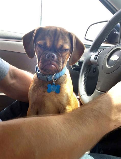 Meet Earl The Grumpiest Dog In The World Oversixty