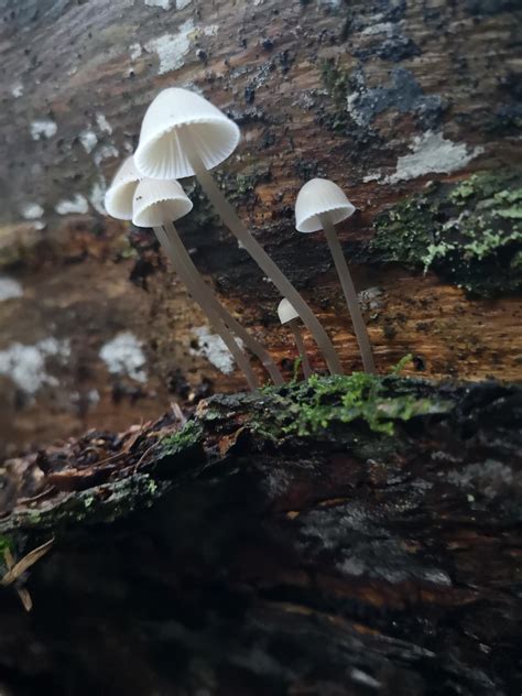Some interesting fungi 😁 : mycology