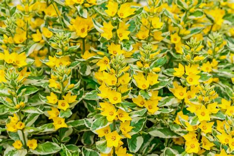 Variegated Lysimachia Plant Care And Growing Guide