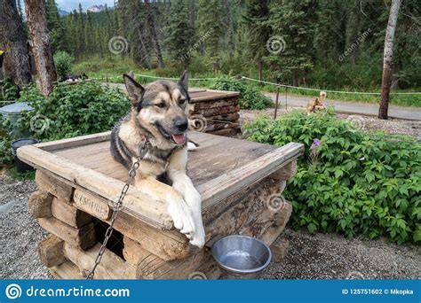 Denali National Park Has Its Own Sled Dog Kennels A Husky Sits On Top