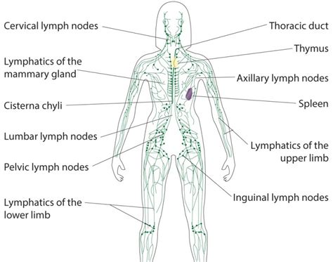 Back Of Neck Anatomy Lymph Anatomy Of The Lymphatic And Immune