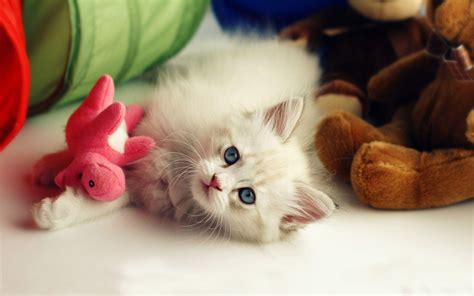 Cute Wallpapers Hd Wallpaper Cave