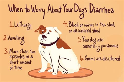Dog Diarrhea And When Do You Need To Call The Vet Make Your Life