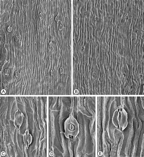 Pseudotorellia Palustris Sp Nov Sem Micrographs Of Leaf Cuticles And