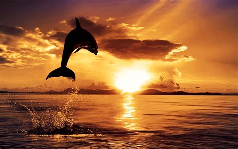 Dolphin Backgrounds For Computer Carrotapp
