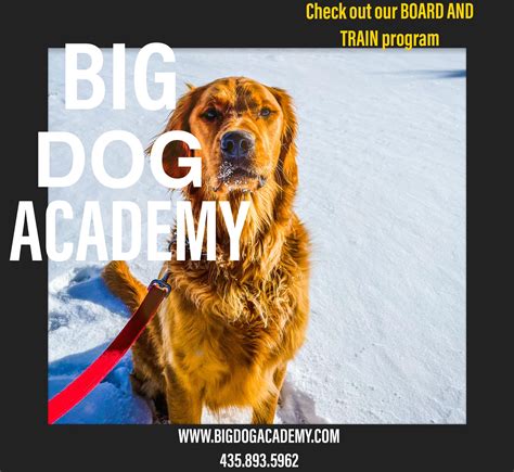 Are Big Dogs Easier To Train