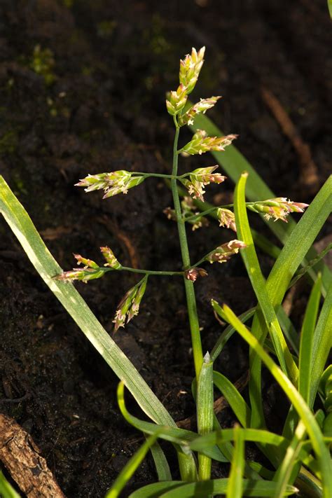 Poa Annua L Préservons La Nature