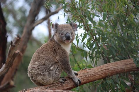 Update On Koala From Mallacoota Bushfires Update On Frankie The Koala