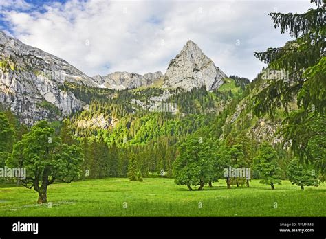 Beautiful Alpine Landscape With Lush Green Forest Meadows And Rocky