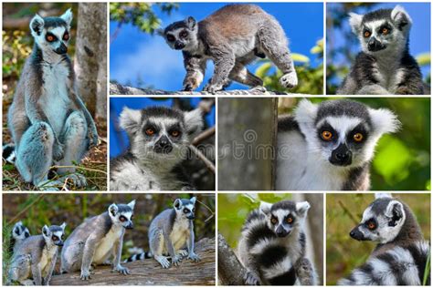 Animals Of Madagascar Collage Of Lemursring Tailed Lemur Kata Stock