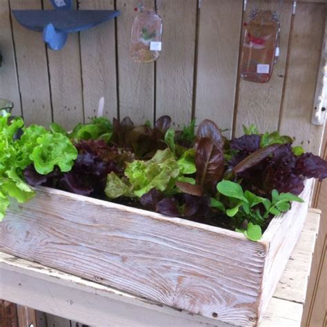 Lettuce Garden Crate Planted In One Similar To This Today We Look