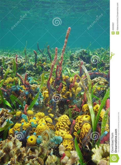 Colorful Underwater Life Seabed Of Caribbean Sea Stock