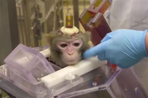 Monkeys Have Holes Drilled Into Their Skulls And Devices Cemented Onto
