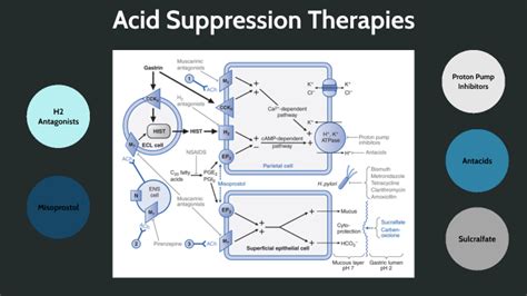 Acid Suppression Therapy By Cali Loblundo