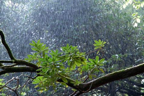Downpour Of Heavy Rain In Woodland With Sunshine Stock Image Image