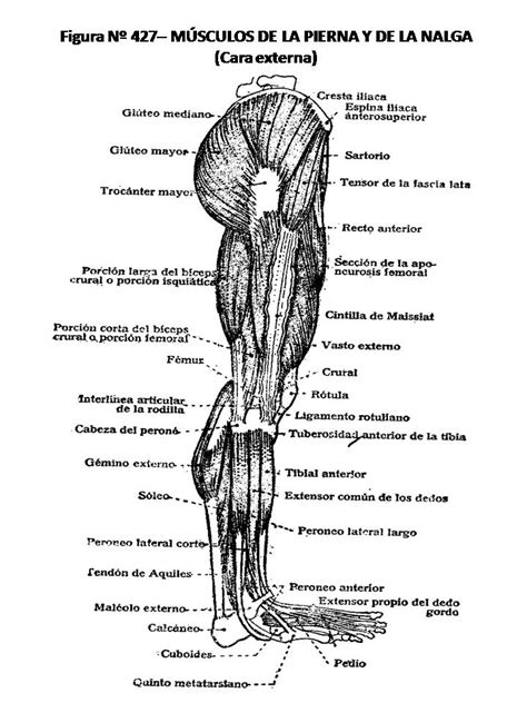 Atlas De AnatomÍa Humana 427 MÚsculos De La Pierna Y De La Nalga