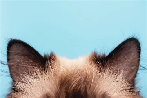 4 Common Cat Ear Problems The Catnip Times