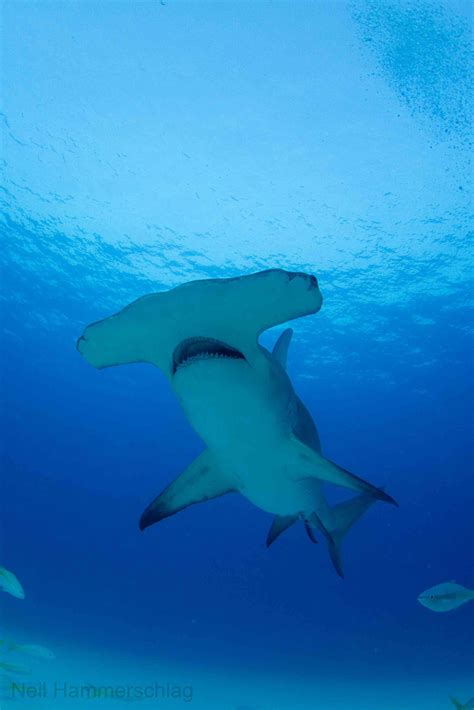 Hammerhead Shark Photos From Exhilarating Dive National Geographic Blog