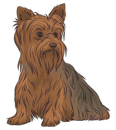 Yorkshire Terrier Png Images Transparent Background Png Play