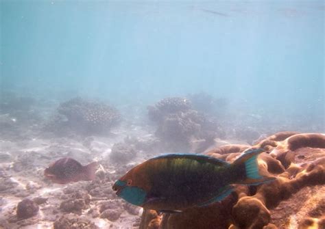 Diving Maldives Parrotfish Maldives Diving Fish Pet