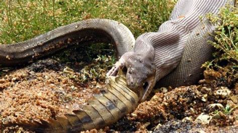 Giant Snake Fights A Crocodile Then Eats It 19 Pics