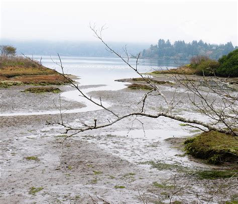 Foggy Marsh Landscape Oregon Coast Photograph By Patricia Hogan