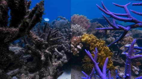Bbc One Blue Planet Ii Capturing The Worlds Bleaching Corals