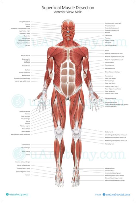 Muscle Anatomy Charts Skeletal Human Body Posters Muscle Anatomy Vrogue
