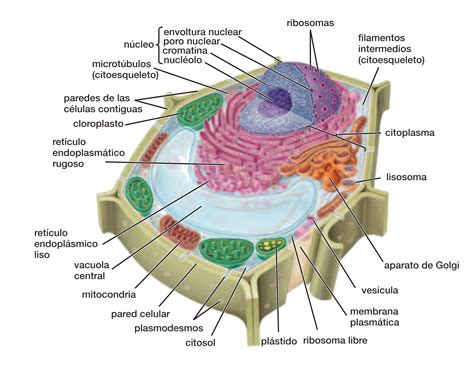 Celulas Y Sus Organelos
