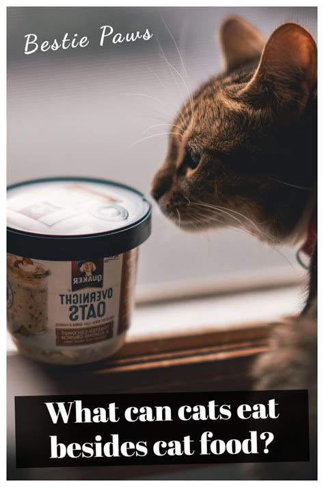 What Do Cats Eat In The Wild In 2021 Cats Cat Food Paw