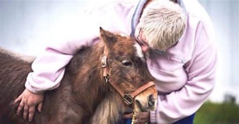 Rescued Miniature Horse Brings Big Smiles As A Therapy Animal