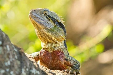 Australian Water Dragon Care The Essential Guide