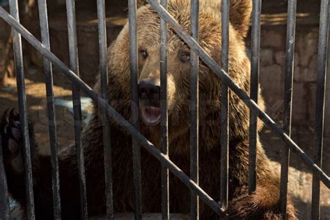 Bear Behind Bars In A Zoo Stock Photo Colourbox