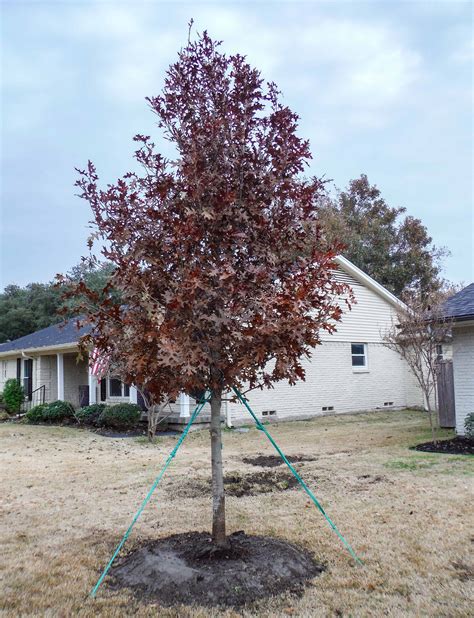 Best Fall Color Trees Landscape Designs And Pictures Dallas Tx