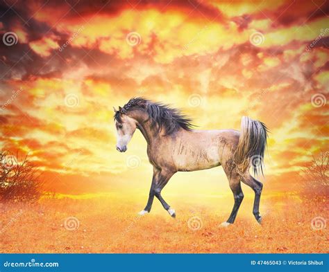 Arabian Horse Runs In The Autumn Field At Sunset Stock Photo Image