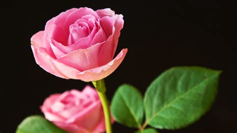 Hd Best Pink Roses Backgrounds Wallpaper