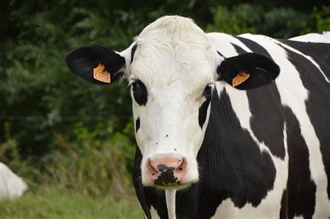 Animal Mammal Cow Dairy Cow Livestock Milk Heifer Calf Beef