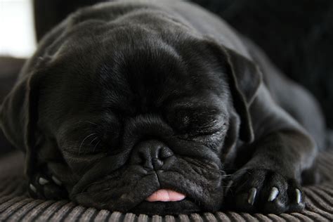 Sleeping Black Pug Mops Baby Igel Hunde