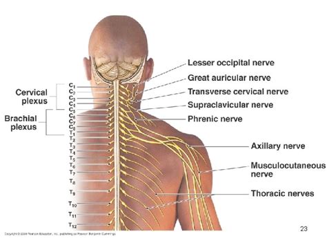 Spinal Nerves Cervical Plexus 1 Peripheral Nervous System