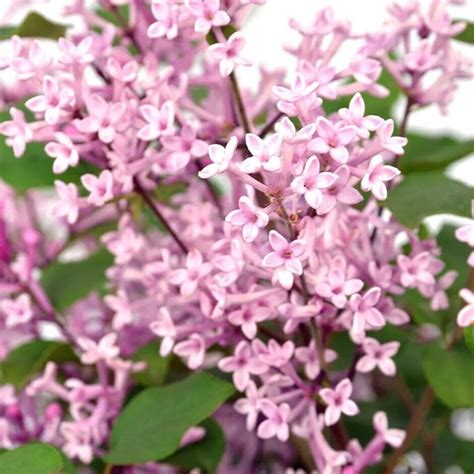 25 Pink Perfume Lilac Seeds Tree Fragrant Flowers Perennial Seed Flowe