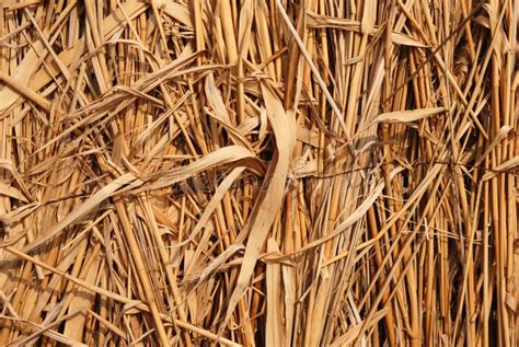 Dried Grass Stock Photo Image Of Desiccated Pile Autumn 5347634